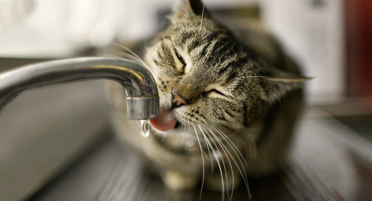 Quanto tempo pode um gato ficar sem urinar?
