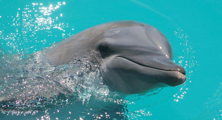 Quanto tempo vivem os golfinhos?