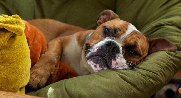 Quais são os sintomas de mini derrames em cães?