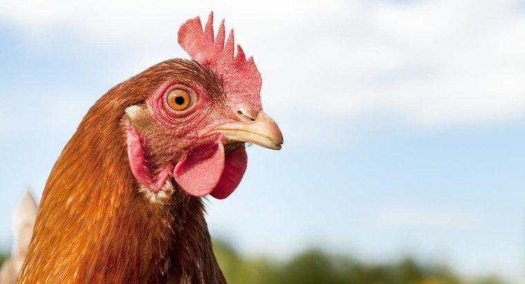 Você pode hipnotizar uma galinha?