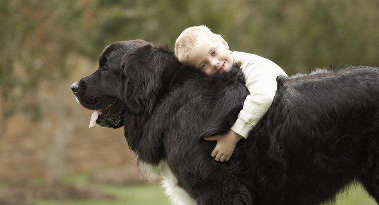 Quais são alguns cães gigantes gentis?
