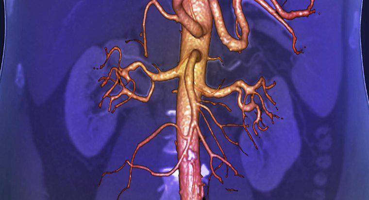 Qual é o maior vaso sanguíneo do corpo humano?