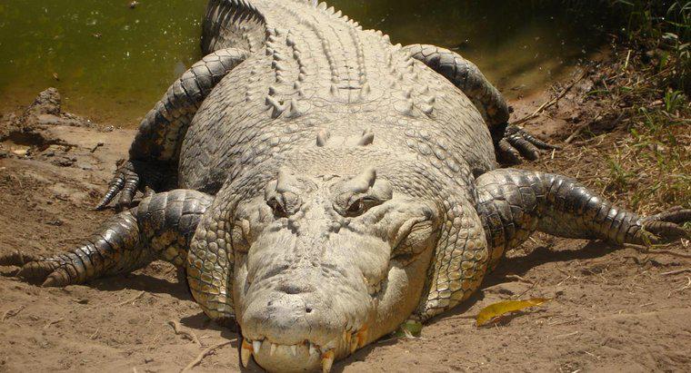 Quais são as características de um crocodilo?