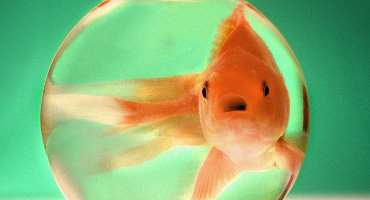 Quão grande o peixe dourado cresce?