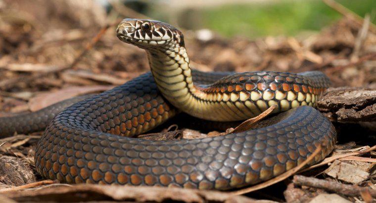 As bolas de naftalina manterão as cobras longe?