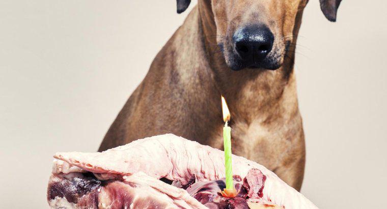 Os cães podem comer ossos de costela?