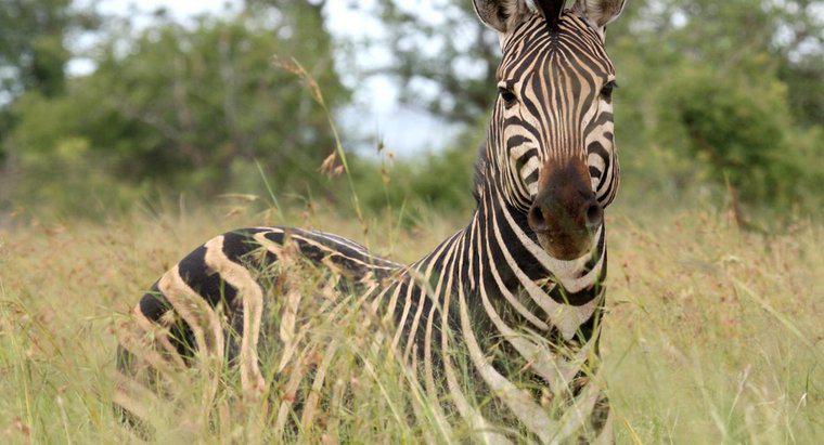 O que uma zebra come?