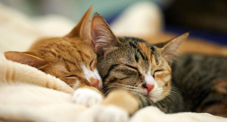 Qual a porcentagem do dia que os gatos passam dormindo?