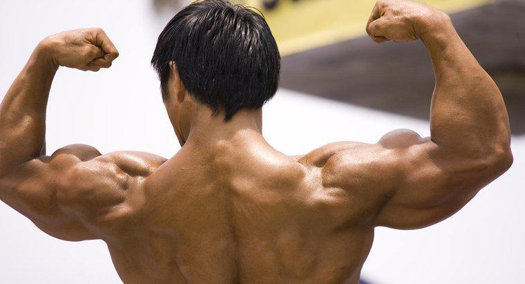 Qual é a definição de aptidão muscular?