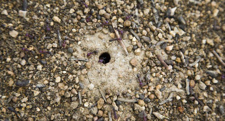 Onde as formigas vivem?