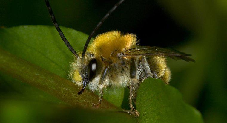 Como você pode identificar vespas e zangões?