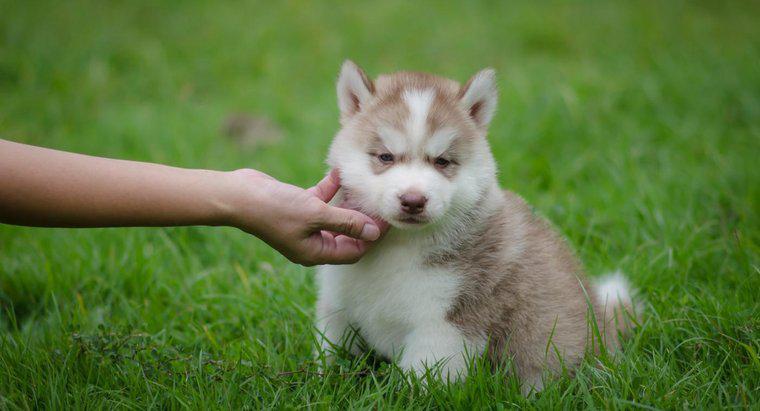 Onde você pode encontrar cães de puxar trenós siberianos em miniatura?