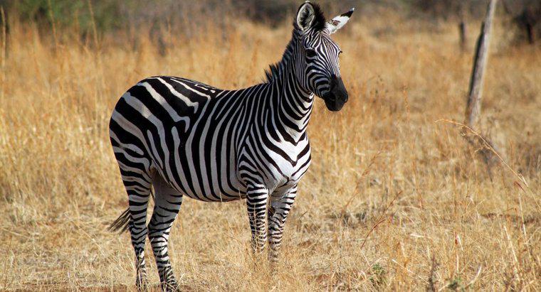 Que som uma zebra faz?