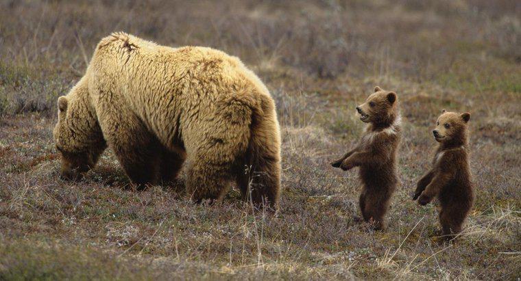Como é chamado um jovem urso?