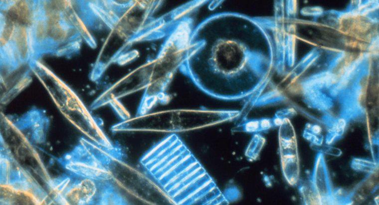 Como as diatomáceas e os dinoflagelados se comparam?