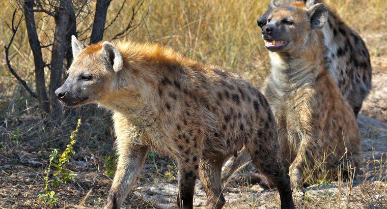 Quais são alguns dos predadores da hiena?