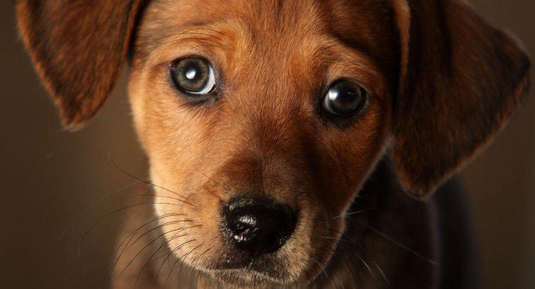 Quais são alguns sintomas de insuficiência cardíaca congestiva em cães?