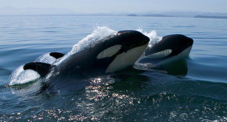 O que é o nicho de uma baleia assassina?