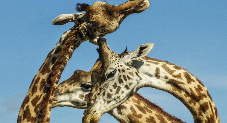 As girafas fazem barulho?