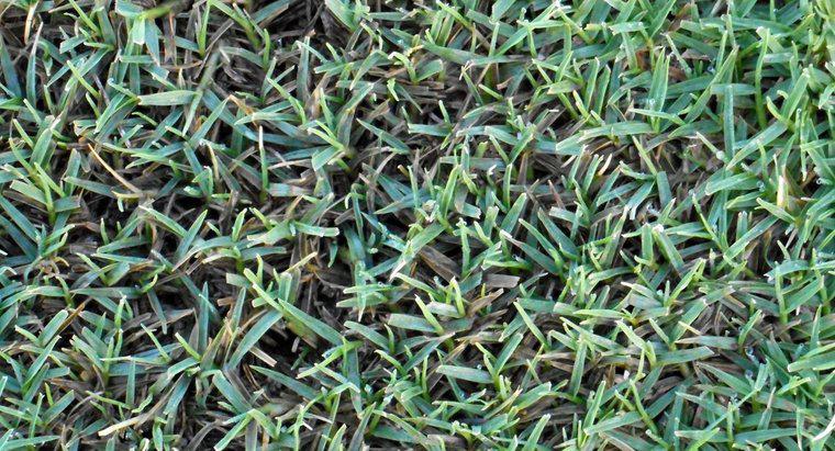 Qual é o melhor fertilizante para grama bermuda?