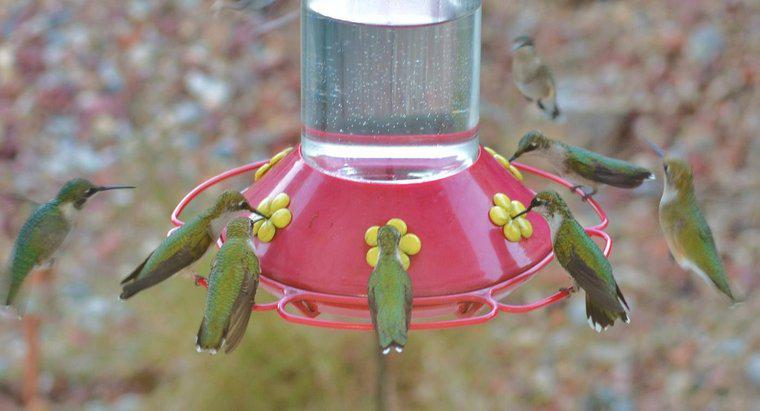 Como você faz o néctar do colibri?