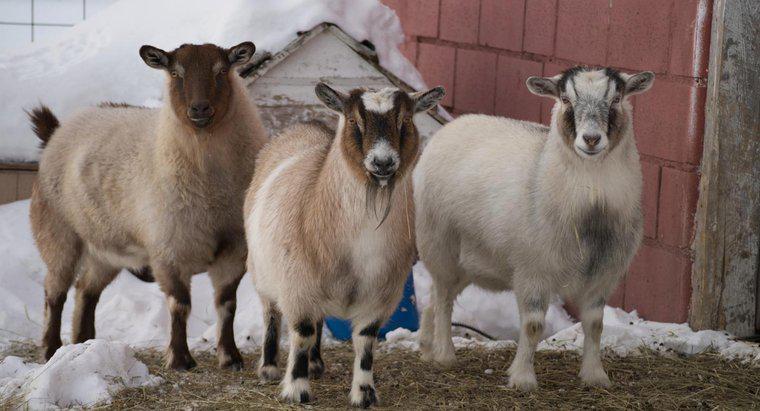 Onde você pode encontrar mini cabras pigmeus disponíveis para venda?