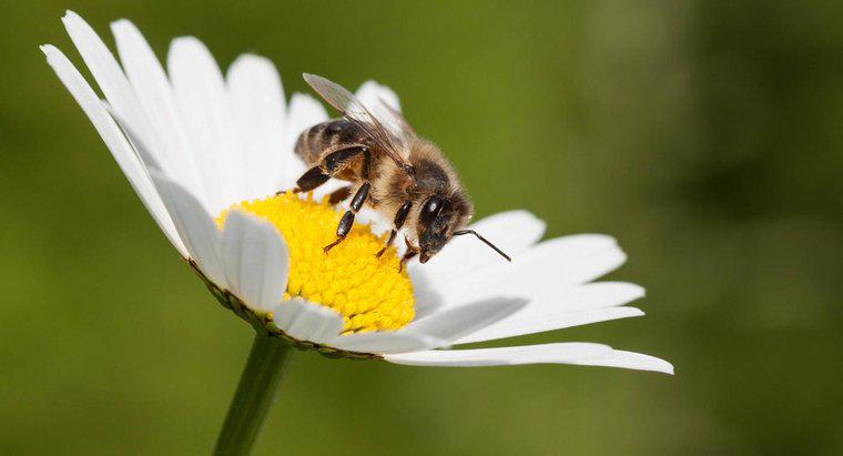 Quanto tempo as abelhas vivem?