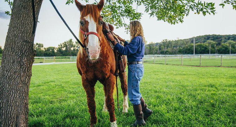 Quanto custa geralmente comprar e manter um cavalo?