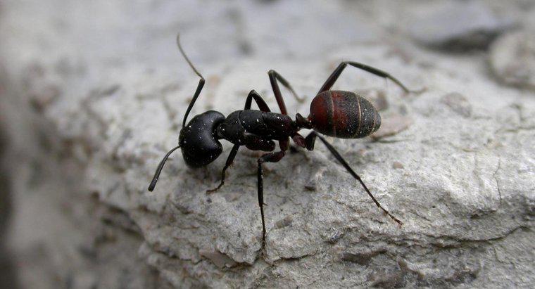 Quantas pernas as formigas têm?