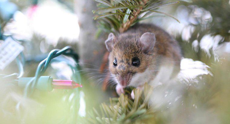 Os ratos são alérgicos à hortelã-pimenta?