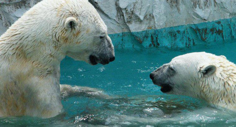 Os ursos polares vivem no Pólo Norte?