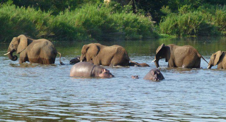 Quem vence uma luta de hipopótamo versus elefante?