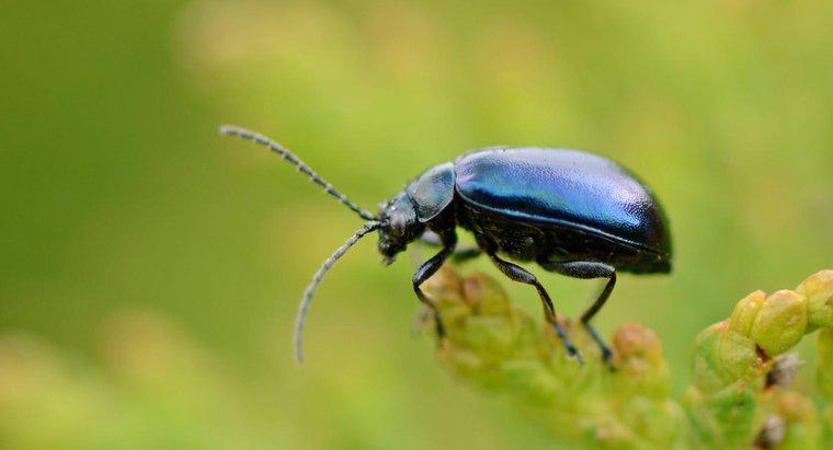 Quantas pernas um inseto tem?