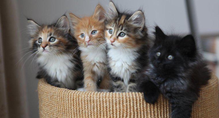 Como você pode saber quais gatinhos têm pêlo comprido?