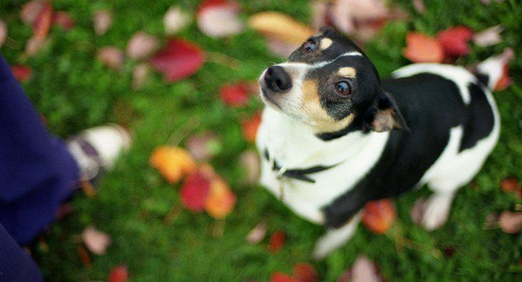 Como você sabe a diferença entre um Toy Rat Terrier e um Chihuahua?