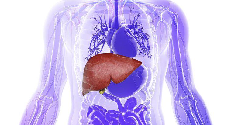 O que é o parênquima do fígado?