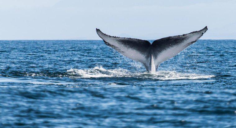 Há quanto tempo as baleias estão na Terra?