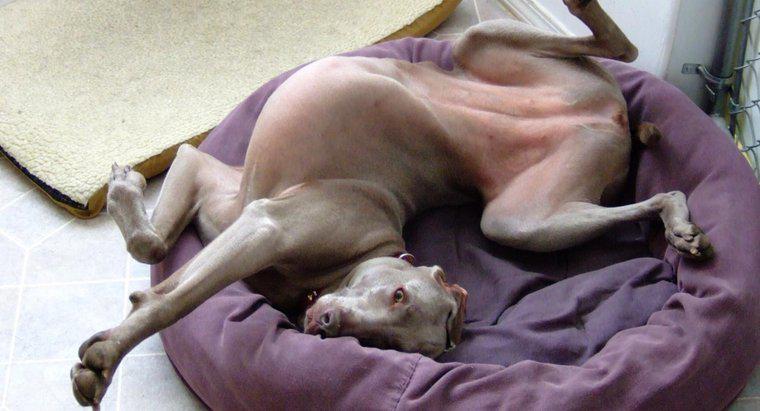 Por que os cães arranham a cama antes de deitar?
