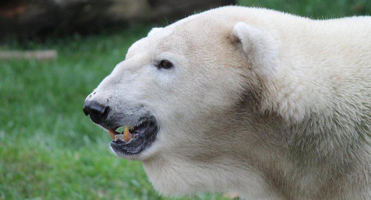 Quanto tempo vivem os ursos polares?