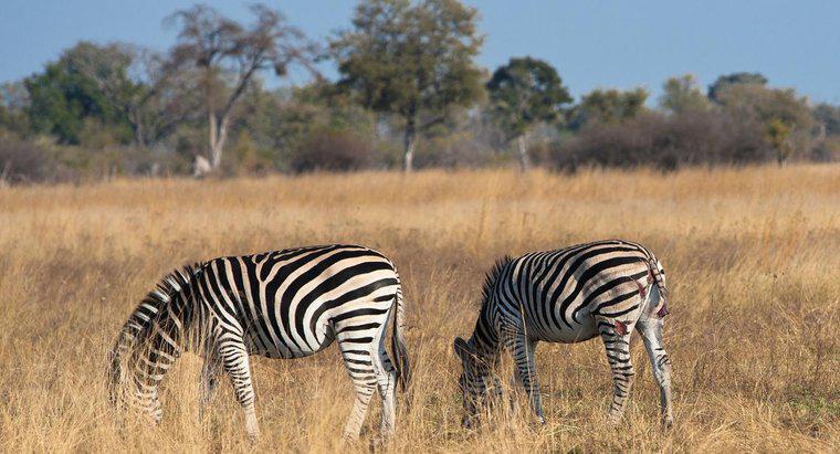 Qual é o nicho da zebra africana?