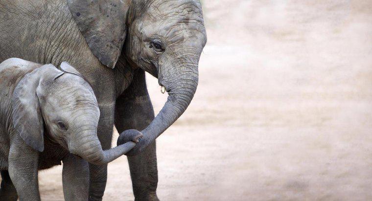 Quanto pesa um bebê elefante ao nascer?