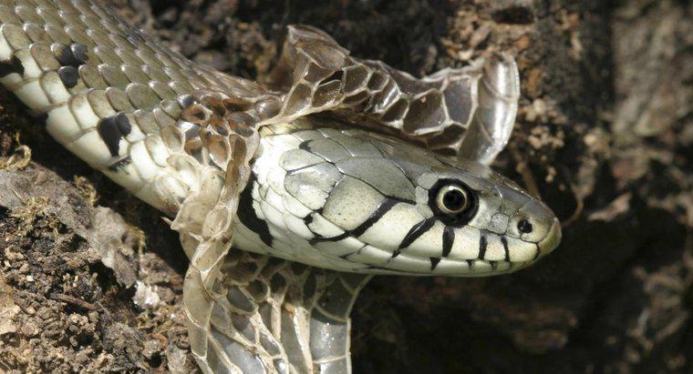 Com que frequência as cobras derramam?