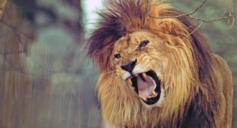 Quantos dentes um leão tem?
