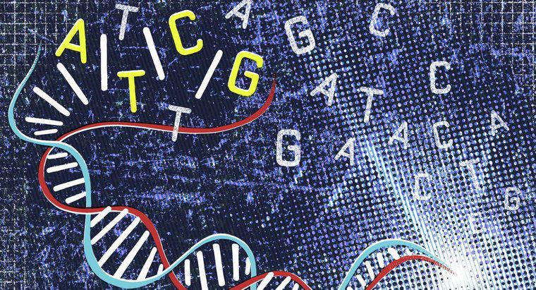 Onde estão localizados os genes?