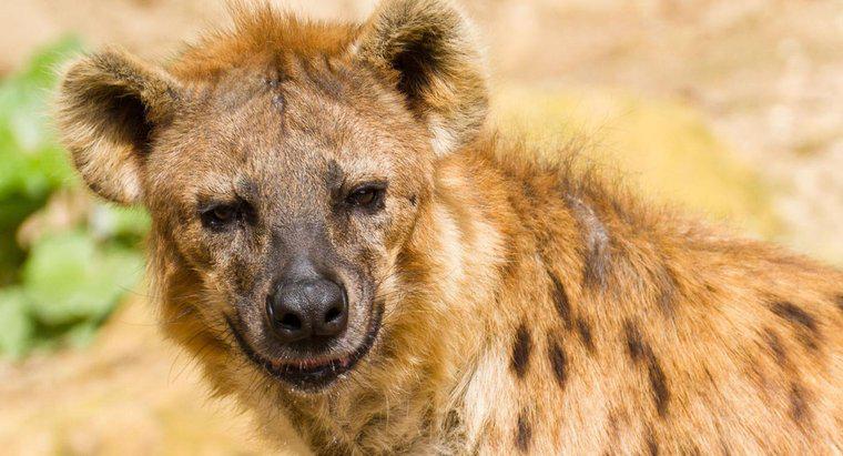 Os leões comem hienas?