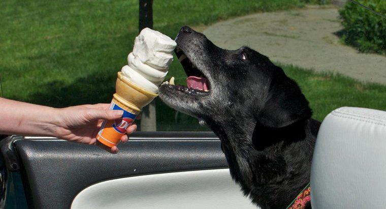 Os cães podem comer sorvete?