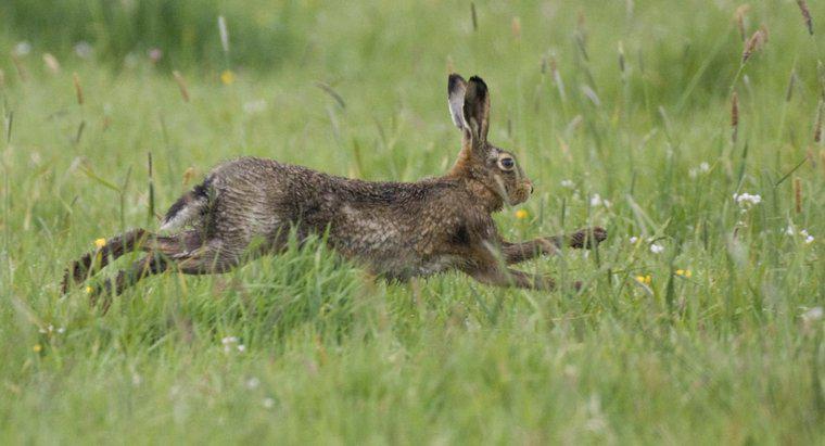 O que são os predadores naturais de um coelho?
