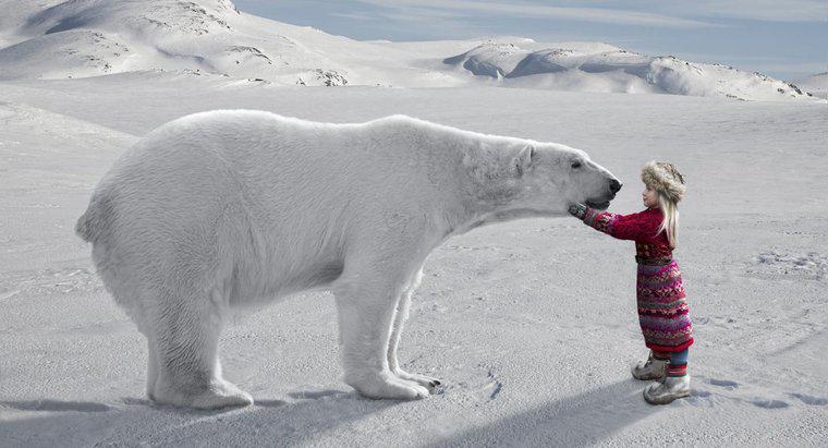 Quais são alguns fatos interessantes sobre o Ártico para crianças?