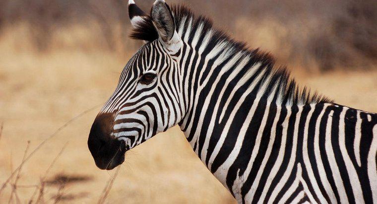 Quantos tipos de zebras existem?