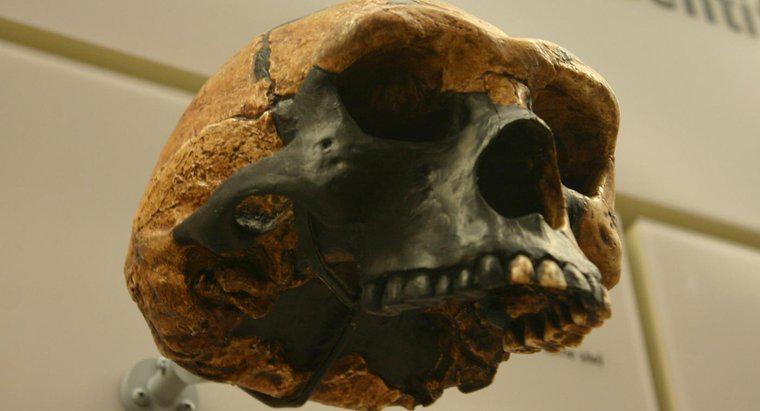 Quais são as principais diferenças entre o Homo Erectus e o Australopithecus?